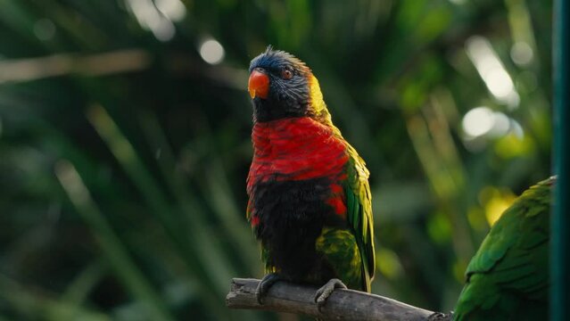 perroquet magnifique guadeloupe