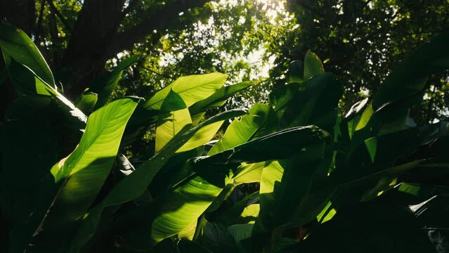 plante g&eacute;ante guadeloupe