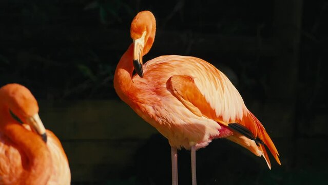 flamant contraste nature