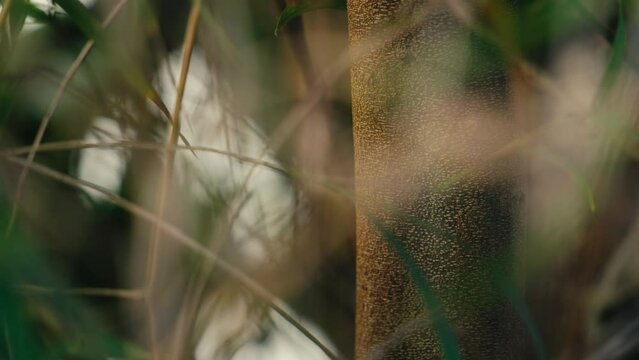 fourmi arbre feuille