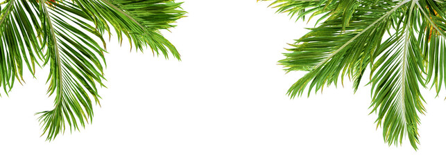 Green palm tree cut out isolated on white