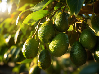 A flourishing avocado orchard with vibrant leaves. Comfortable morning atmosphere. Avocados are ready to be harvested.