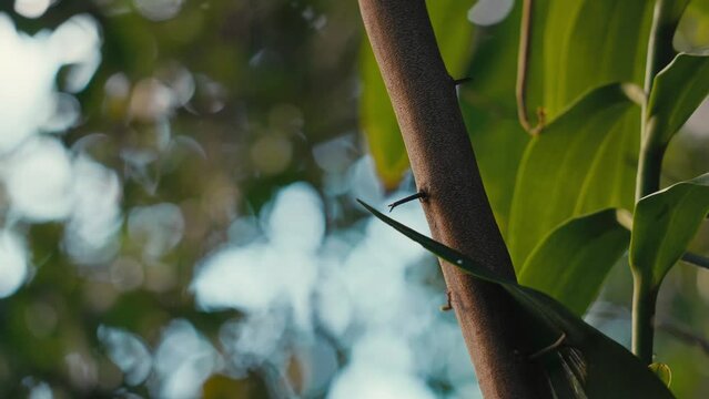 fourmi arbre feuille