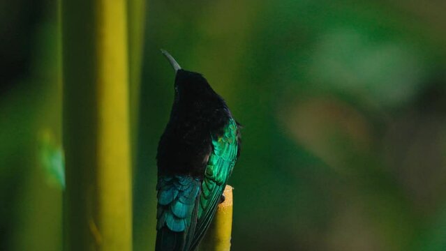 oiseau colibris guadeloupe