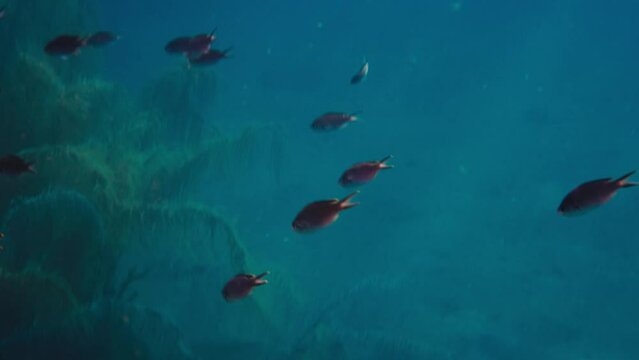 poisson mer guadeloupe