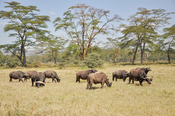herd of buffaloes on an open grassy plain in national park in Kenya