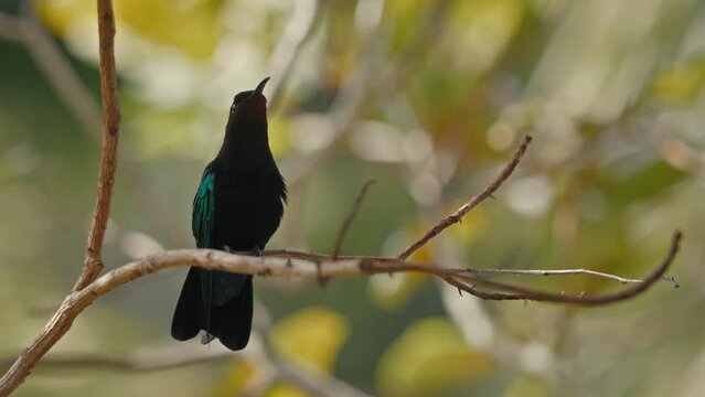 oiseau colibris guadeloupe