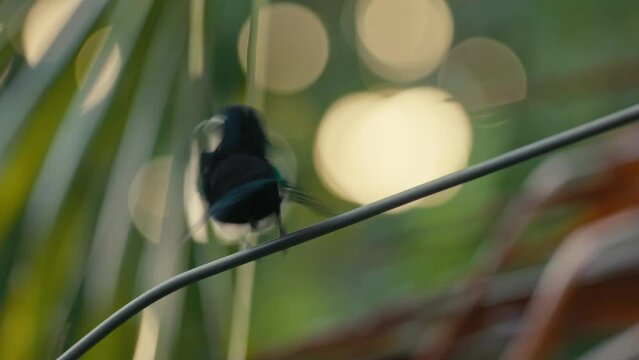 oiseau colibris guadeloupe
