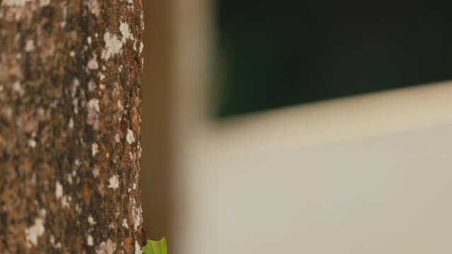 fourmi arbre feuille