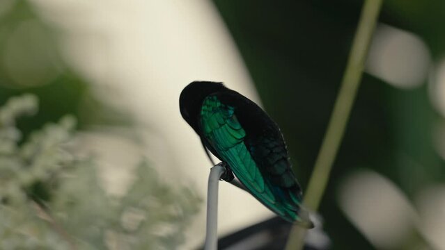 oiseau colibris guadeloupe