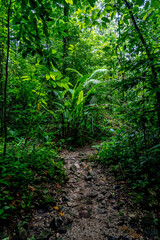 Dżungla - obrazy, fototapety, plakaty