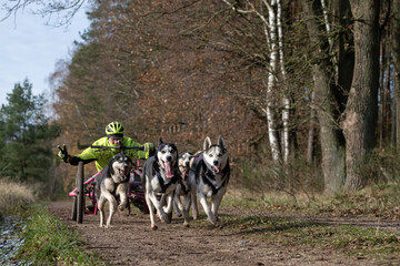 Schlittenhundrennen