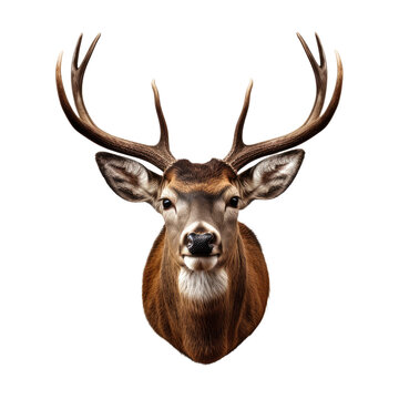 Stuffed deer head isolated on white or transparent background