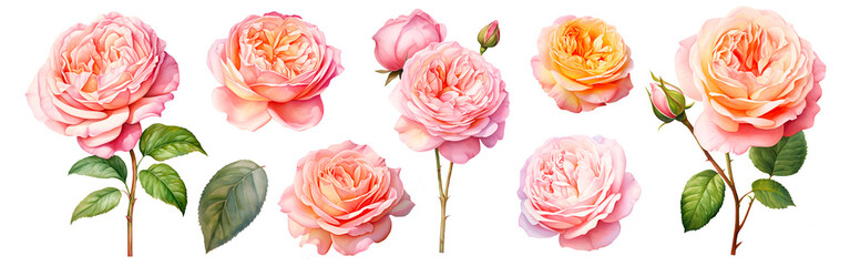 Set of beautiful English roses, watercolor painting floral isolated on white background. Cut out PNG illustration on transparent background.