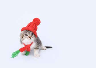 Kitten in Santa Claus xmas red cap looks up. Kitten with knitted red scarf and red hat. Happy New Year 2024. Greeting card. Copy space. Santa's helper. Christmas Cat card. Santa Cat
