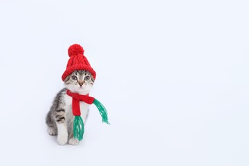 Kitten in Santa Claus xmas red cap looking away. Kitten with knitted red scarf and red hat. Happy New Year 2024. Greeting card. Copy space. Santa's helper. Christmas Cat card. Santa Cat