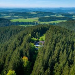 Obraz premium forest in the mountains