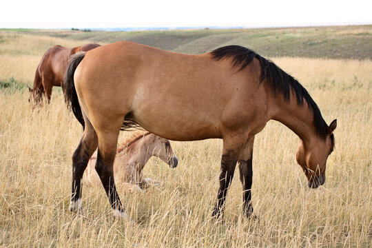 Horses grazing in a Saskatchewan pasture