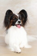Studio shot of an adorable Papillon dog on light background