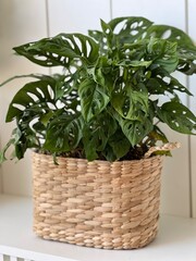 green plants in a white background