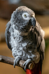 Portrait of a large gray parrot.
