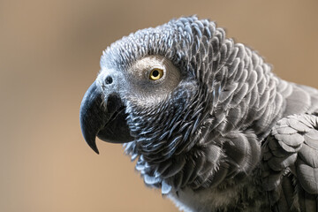 Large gray parrot on a branch of a sedge.