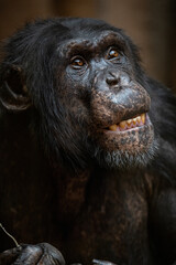 A chimpanzee of Upper Guinea shows its teeth.