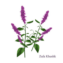 Fototapeta premium Zufa khushk herb plant illustration
