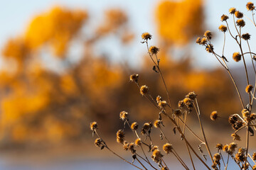 Seasonally dried flowers against autumn gold background