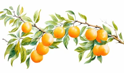 Foto op Plexiglas Oranges leaves ripe agriculture plant healthy green food nature fruits background branch tree fresh © VICHIZH