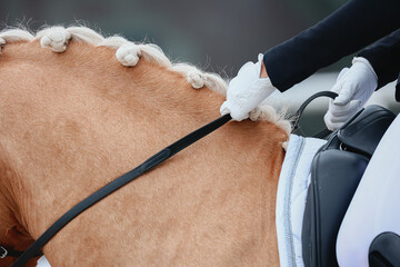 Horses crest, mane. close-up details of horse of a dressage competition - obrazy, fototapety, plakaty