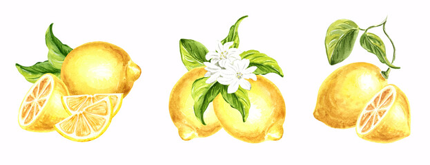 Set of yellow lemons with white flowers and green leaves. Watercolor template botanical isolated illustration citrus Hand drawn illustration for menu and packaging design, card and printing tableware