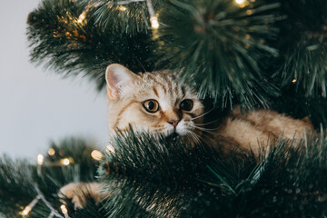 the fluffy cat climbed inside the Christmas tree and sat on the branch - obrazy, fototapety, plakaty