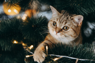 the fluffy cat climbed inside the Christmas tree and sat on the branch © Максим Галінский