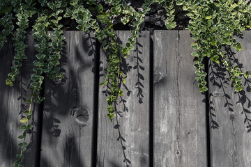 Leaves Euonymus on the background of the wooden boards. Beautiful plant wallpaper on the background of the wood