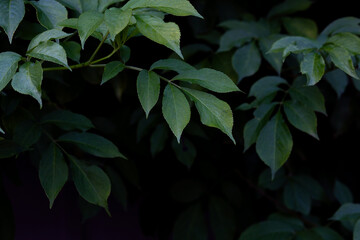 Elderberry leaves and branches on dark background.