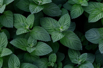 Green leaves peppermint of top view. Natural background.