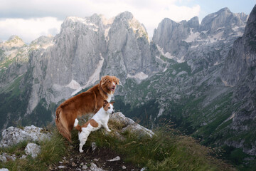 A Nova Scotia Duck Tolling Retriever and a Jack Russell Terrier rest in the mountains, a symbol of...