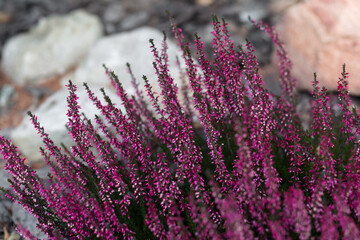 Pink buds of alpine heath on stone background.