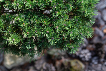 Green branches of pine tree. Blurred background. Close-up.