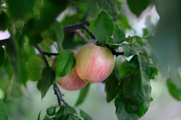 Big ripe apples hanging from a tree branch in the fruit garden. Selective focus. Bokeh.