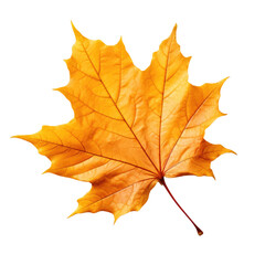 Autumn leaf isolated on white or transparent background