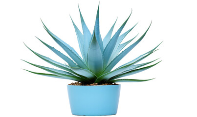  Blue agave aloe Vera plant isolated on white or transparent background