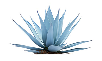Blue agave plant isolated on white or transparent background