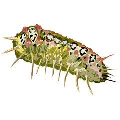 illustration of a caterpillar animal