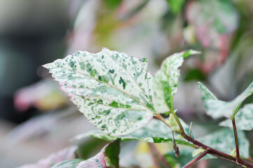 Chinese rose, hibiscus or Hibiscus Rosa-Sinensis Variegata leaf
