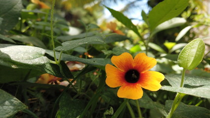 Yellow Flower in Symphony with Enchanting Foliage