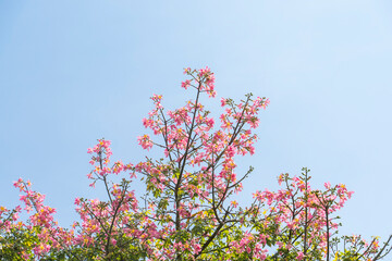 pink silk floss tree flower in garden