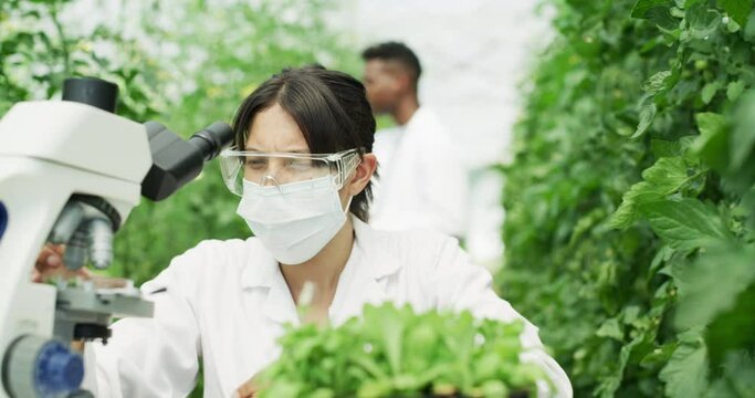 Greenhouse, microscope and scientist checking plants for agriculture, growth and development for sustainable food. Farming, woman and man in agro science with medical analysis of leaves in research.