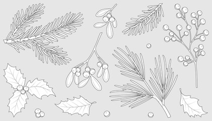 Winter berries and leaves. Vector winter elements with leaf, fir, pine branches, berry. Christmas floral collection for invitations, greeting card, textile, fabric, posters. Botanical print.